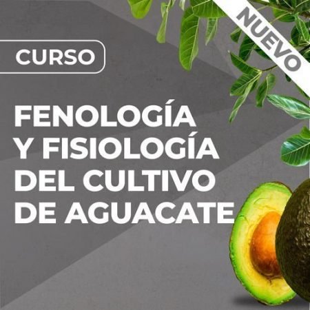 CURSO-fenologia-fisiologia-aguacate-avocado-cultivo-agroteach-agroclick-online Curso de Fenología y Fisiología del Cultivo de Aguacate